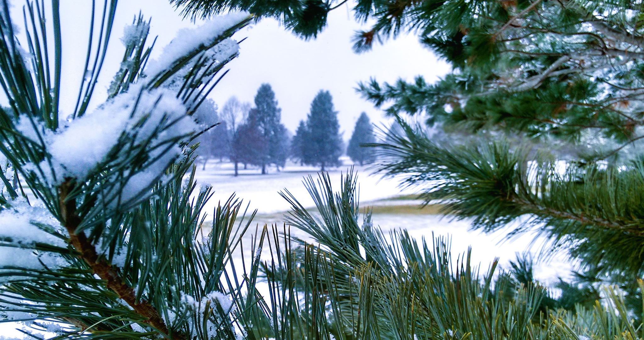 Pinos y nieve